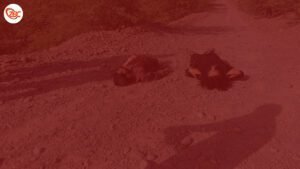 چہ تربت ءَ دگہ دو بیگواھیں ورنایانی لاش دزکپتگ